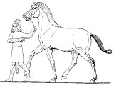 Assyrian groom with a horse